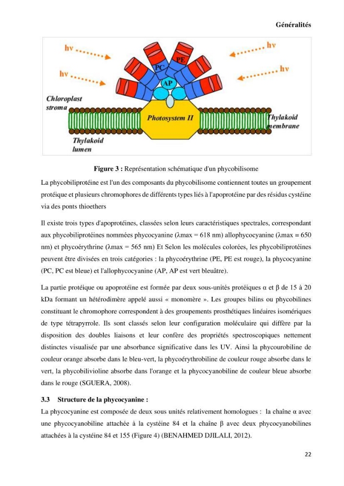 Extraction et purification de la phycocyanine à partir d’une microalgue *spiruline*caux possibilites cosmetiques.: