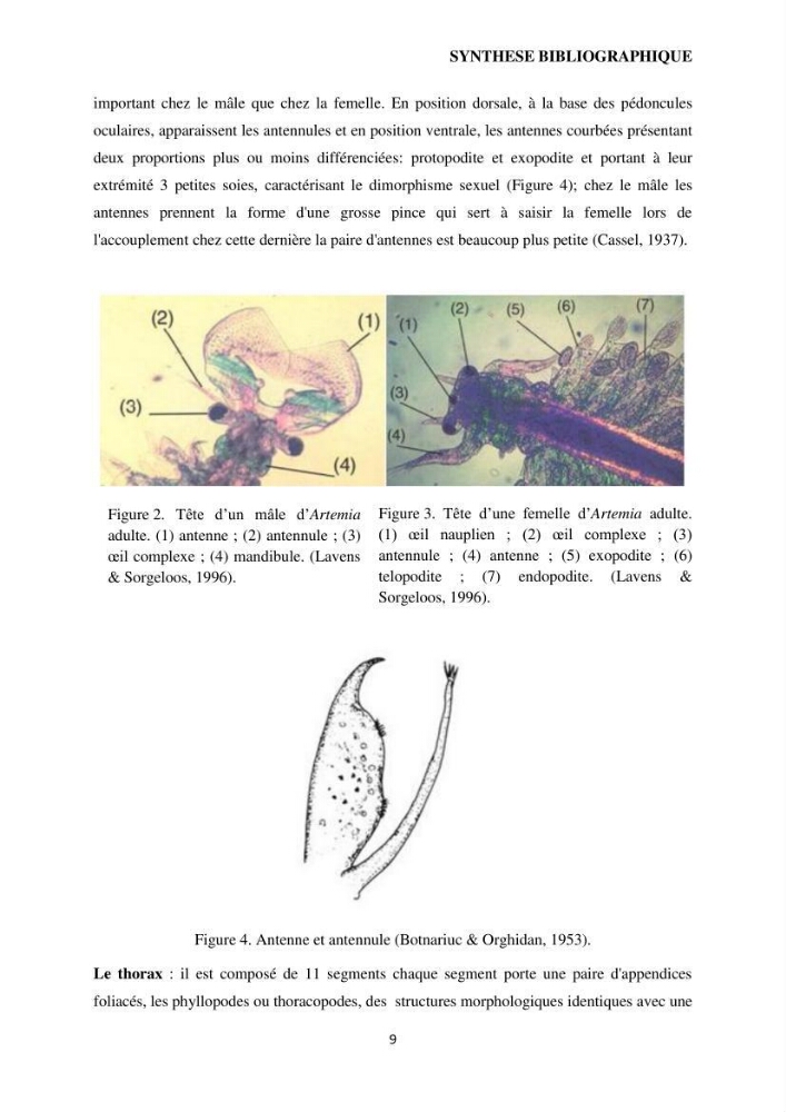 Evaluation des ressources d’artémie (Branchiopode) dans la partie ouest et sud-ouest de l’Algérie, une ressource alimentaire pour les poissons d’élevage.