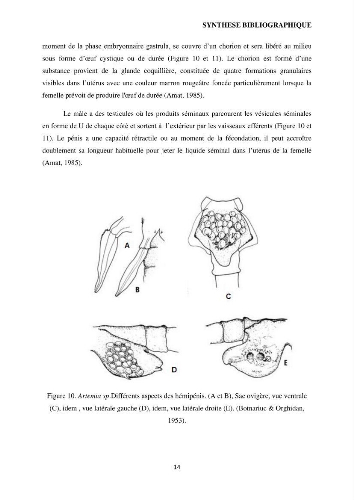 Evaluation des ressources d’artémie (Branchiopode) dans la partie ouest et sud-ouest de l’Algérie, une ressource alimentaire pour les poissons d’élevage.