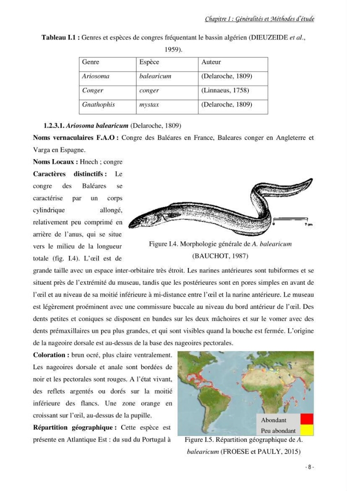 La famille des congridae ( Ostéichtyens, Anguilliformes) dans le bassin algérien