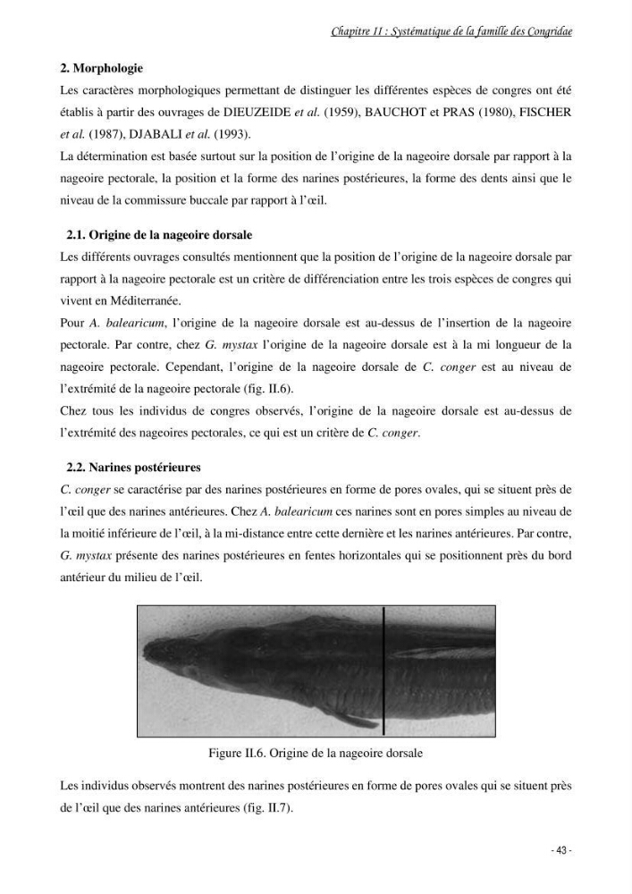 La famille des congridae ( Ostéichtyens, Anguilliformes) dans le bassin algérien