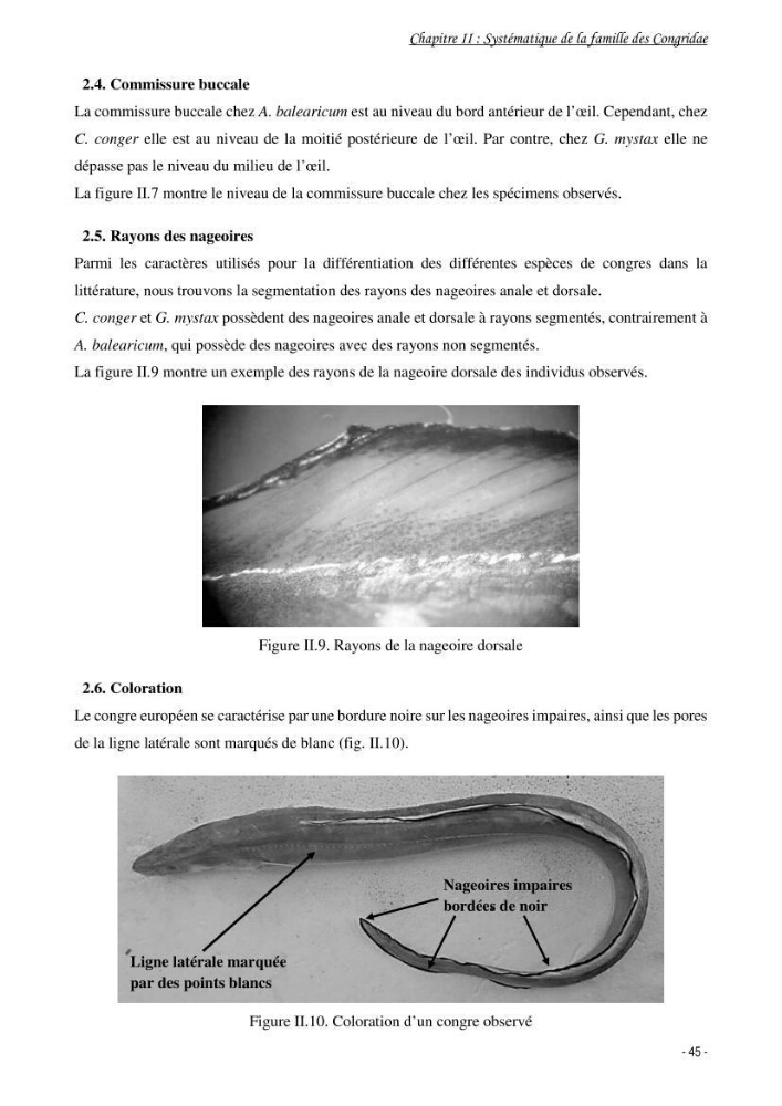 La famille des congridae ( Ostéichtyens, Anguilliformes) dans le bassin algérien