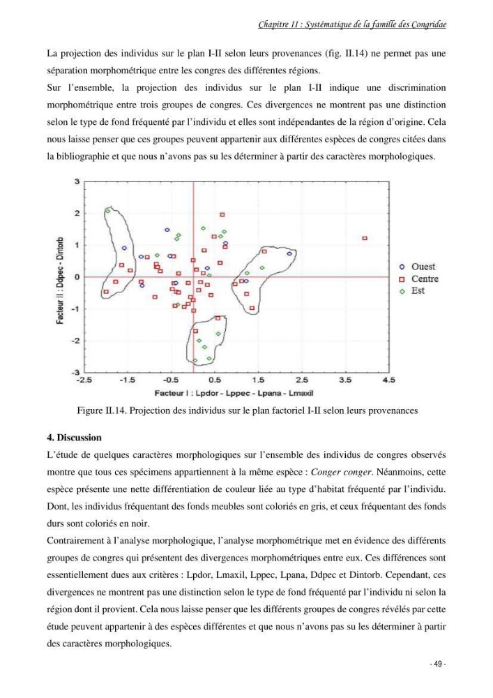 La famille des congridae ( Ostéichtyens, Anguilliformes) dans le bassin algérien