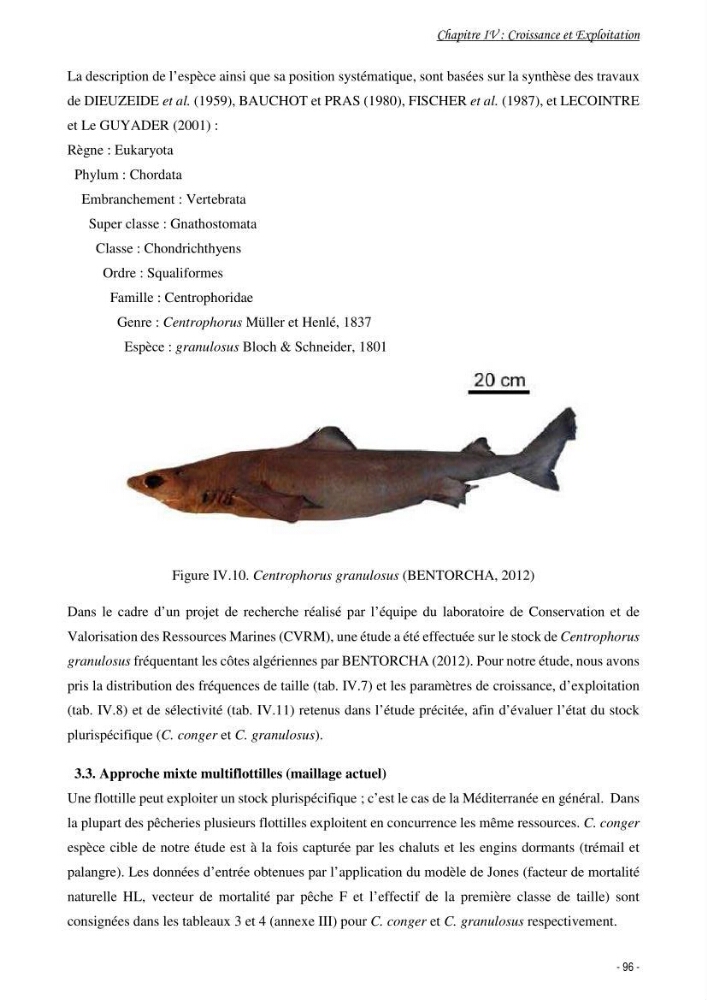 La famille des congridae ( Ostéichtyens, Anguilliformes) dans le bassin algérien