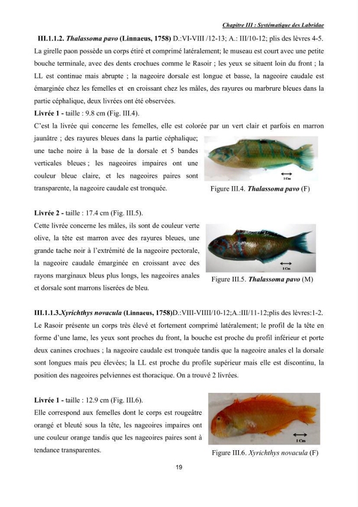 Contribution à l\'étude de la famille des labridae ( Osteichthyens, Perciformes):