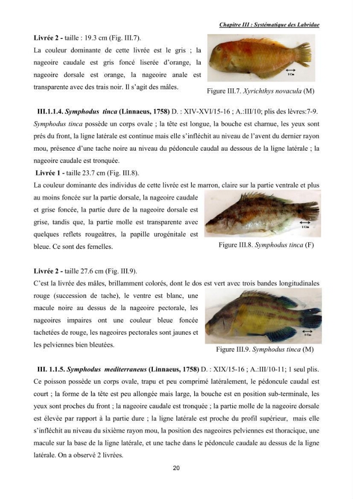 Contribution à l\'étude de la famille des labridae ( Osteichthyens, Perciformes):