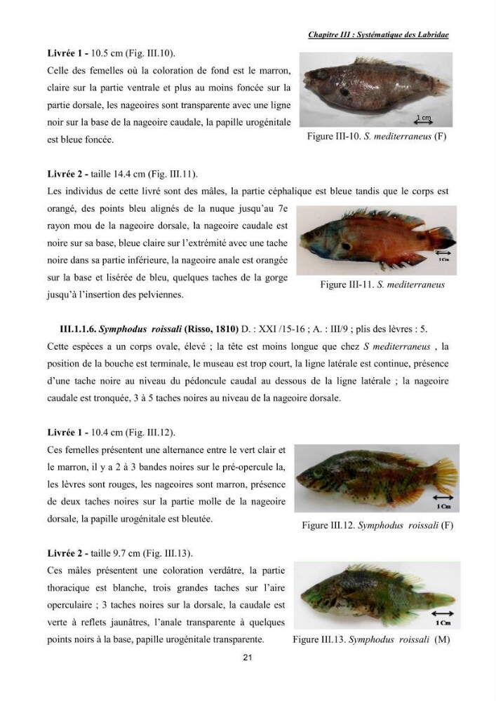 Contribution à l\'étude de la famille des labridae ( Osteichthyens, Perciformes):