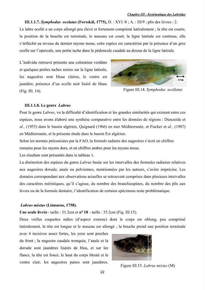 Contribution à l\'étude de la famille des labridae ( Osteichthyens, Perciformes):