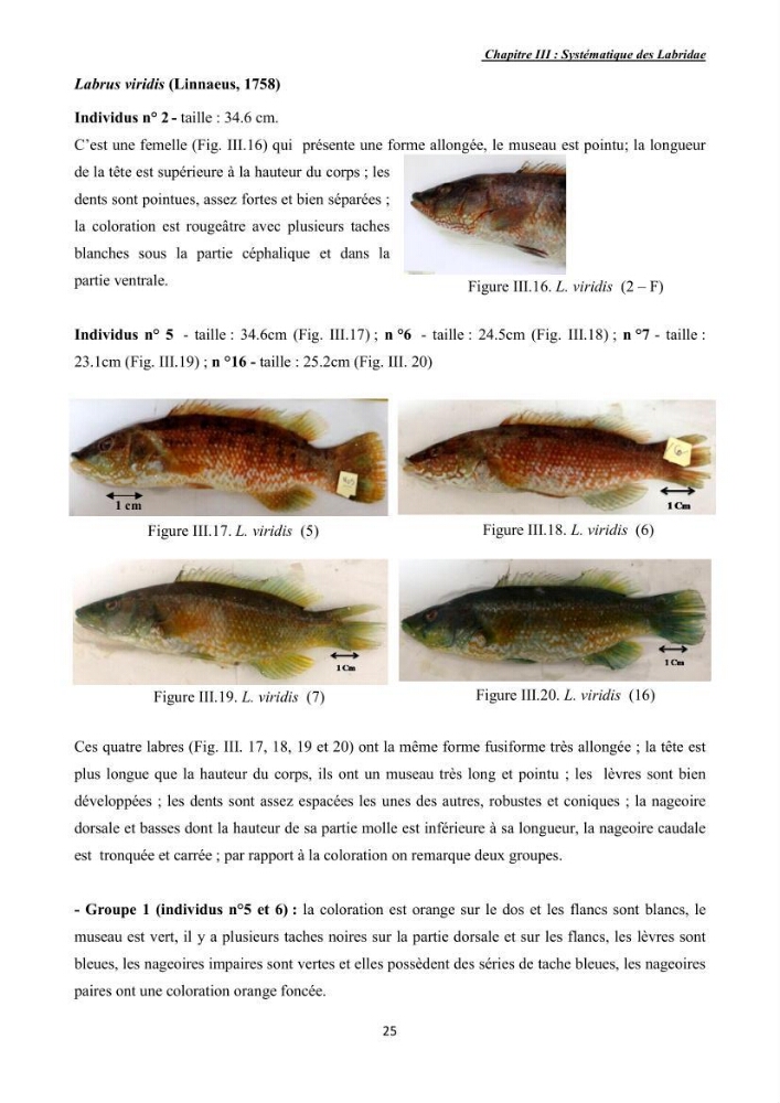 Contribution à l\'étude de la famille des labridae ( Osteichthyens, Perciformes):