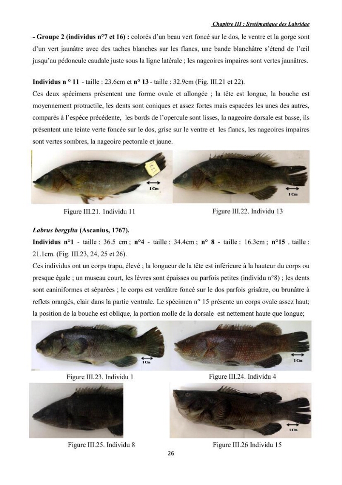 Contribution à l\'étude de la famille des labridae ( Osteichthyens, Perciformes):
