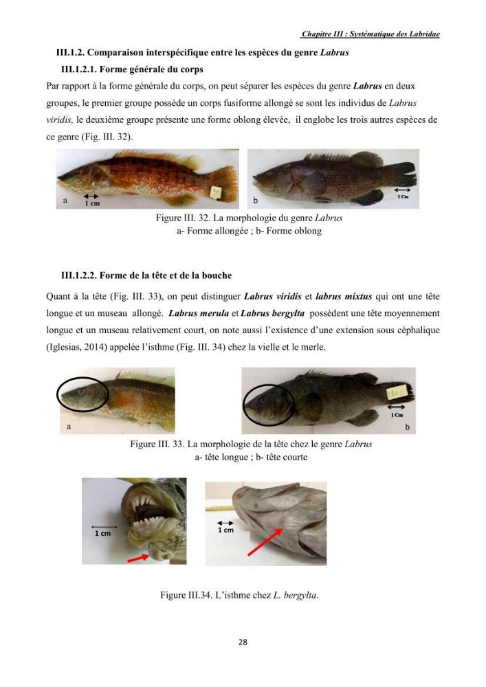 Contribution à l\'étude de la famille des labridae ( Osteichthyens, Perciformes):