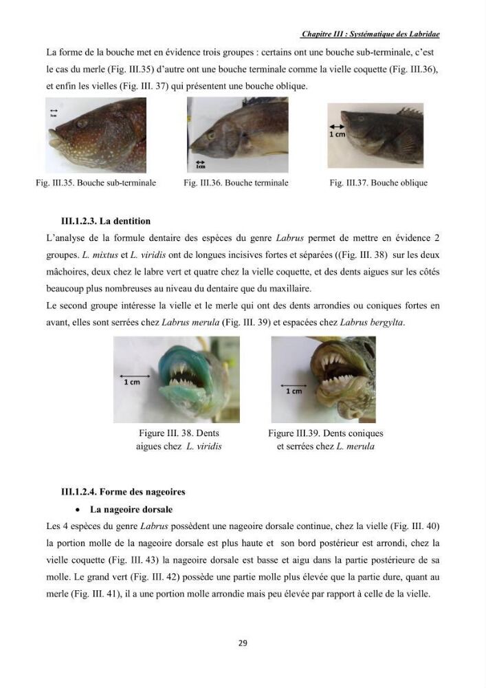Contribution à l\'étude de la famille des labridae ( Osteichthyens, Perciformes):