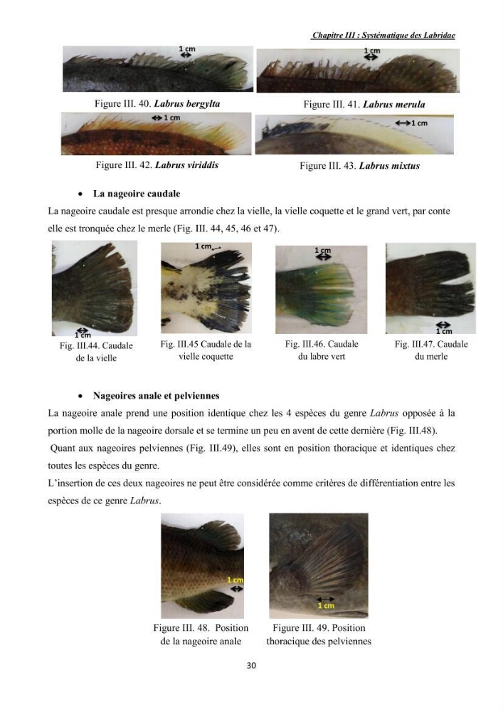 Contribution à l\'étude de la famille des labridae ( Osteichthyens, Perciformes):