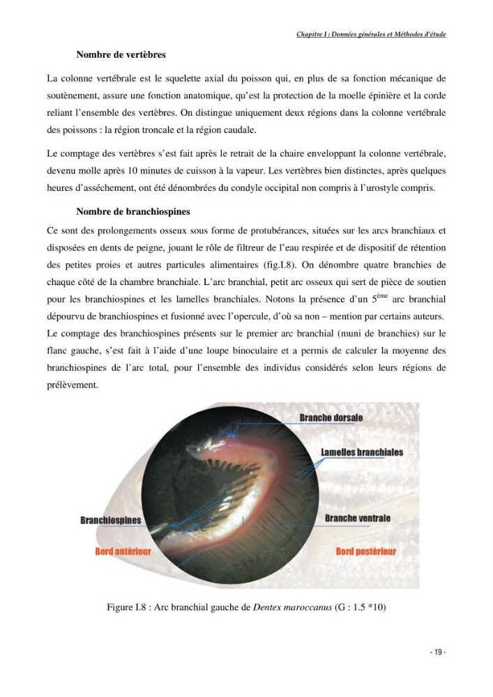 Structure,dynamique et exploitation de quelques populations de Dentex maroccanus (Osteichthyens,sparidae) dans le bassin algérien: