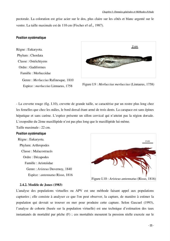 Structure,dynamique et exploitation de quelques populations de Dentex maroccanus (Osteichthyens,sparidae) dans le bassin algérien: