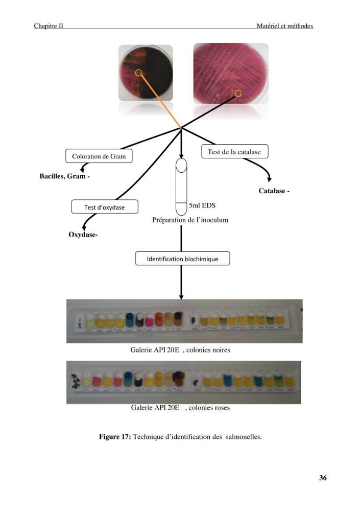 Etude des caractéristiques physiochimiques et bactériologiques des eaux de mer et des sédiments dans le port de plaisance de \"Sidi Fredj\", en vue d\'une immersion