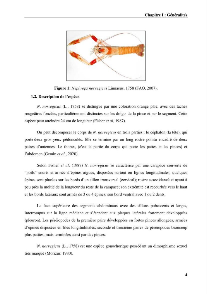 Contribution à l’étude du comportement de la langoustine Nephrops norvegicus (L., 1758) (Malacostraca, Decapoda) en Algérie.: