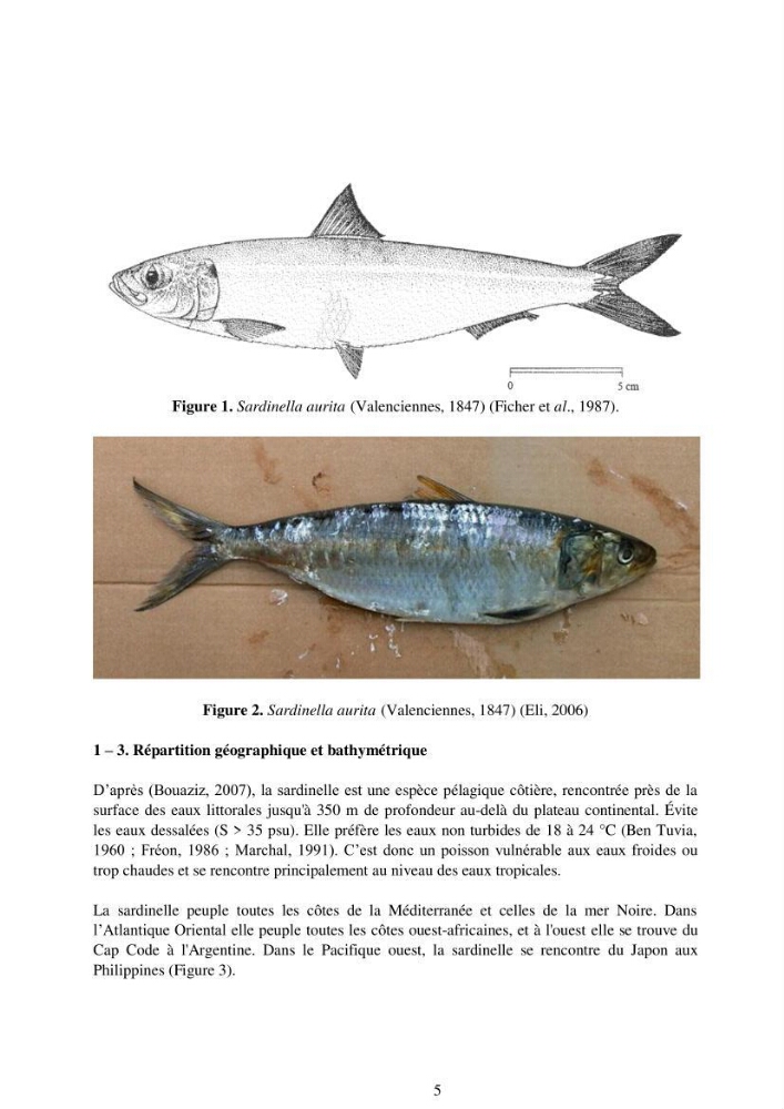 Impact de la variation de la mortalité naturelle (M) par âge sur l\'estimation de la biomasse exploitable de la sardinelle (Sardinella aurita ,Valenciennes 1847) de la région centre de la côte algérienne: