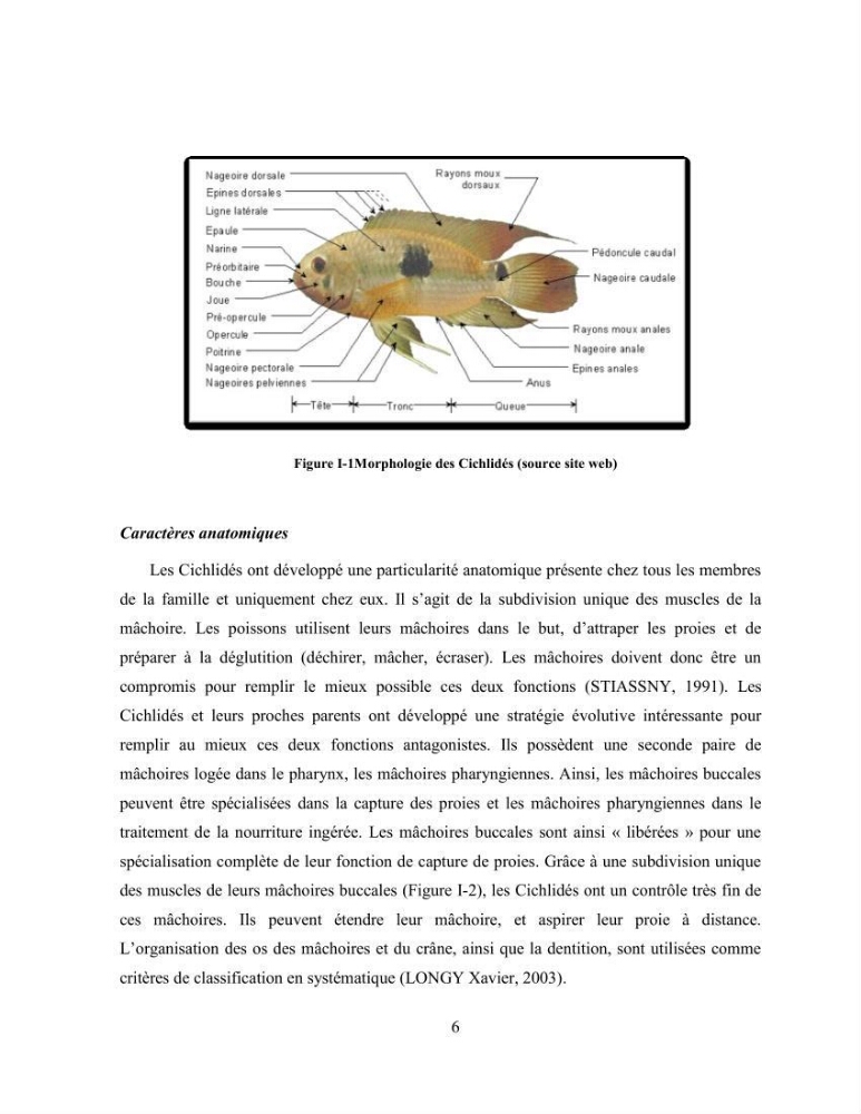 Suivi zootechnique de l’efficacité de six aliments fabriqués localement sur la croissance et la pigmentation des Cichlidés américains cas de Pterophyllum scalare. et Andinoacara rivulatus.: