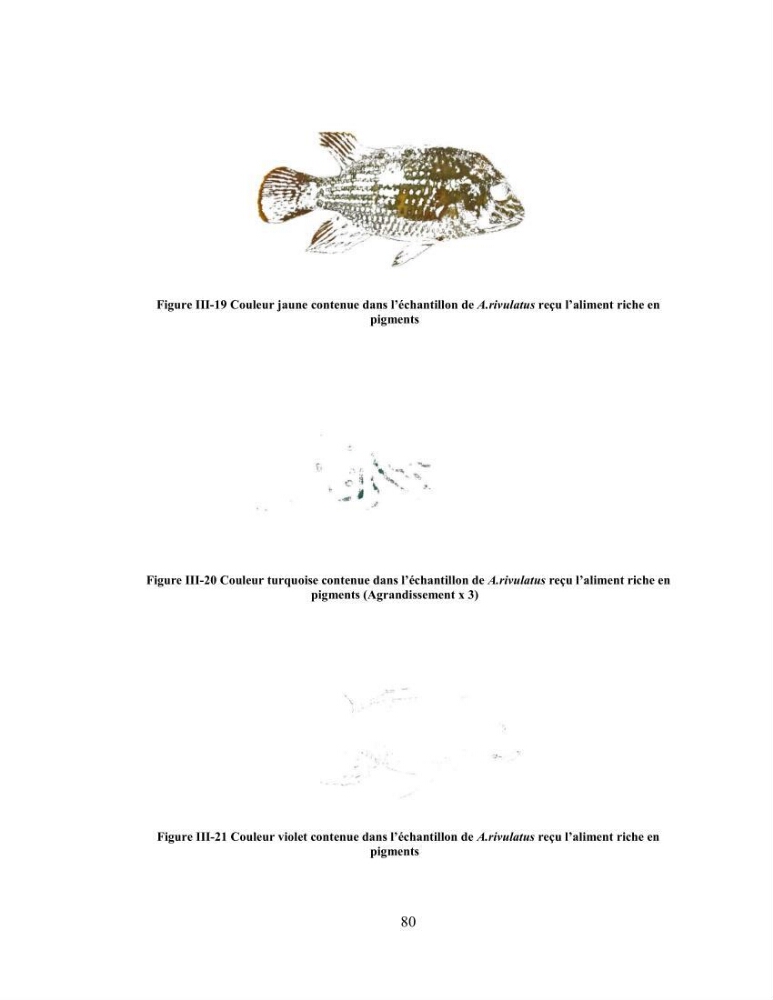 Suivi zootechnique de l’efficacité de six aliments fabriqués localement sur la croissance et la pigmentation des Cichlidés américains cas de Pterophyllum scalare. et Andinoacara rivulatus.: