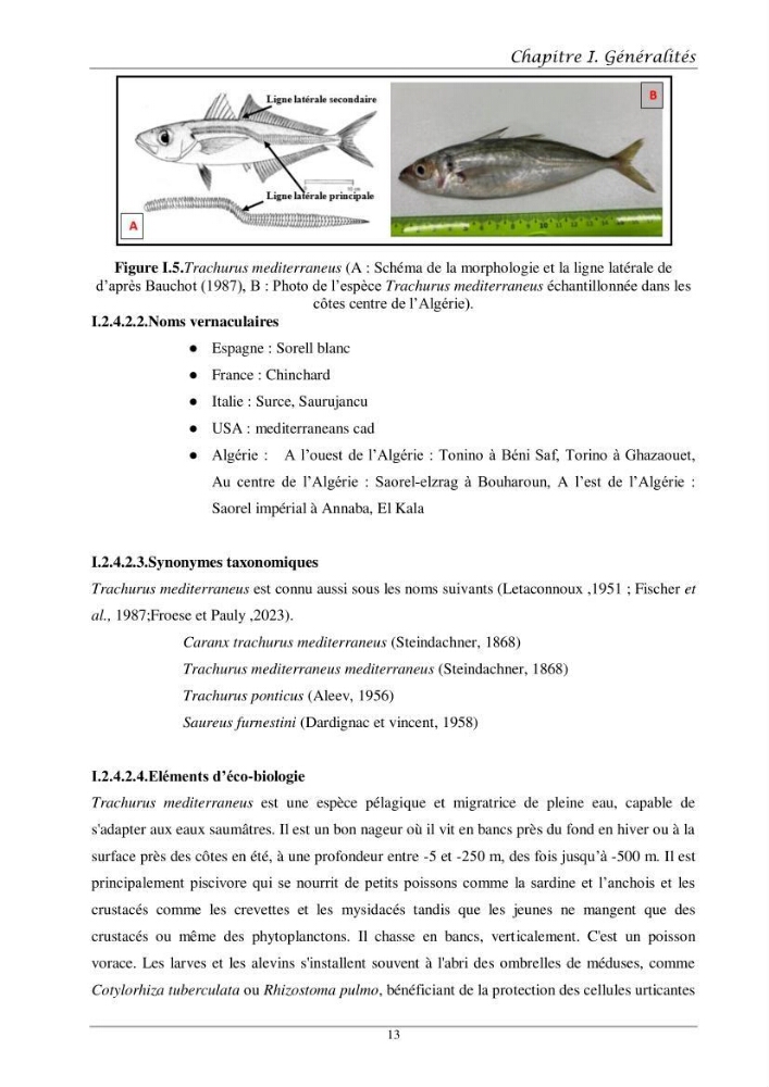 Contribution à l’étude de l’âge, de la croissance et de l’exploitation des espèces du genre Trachurus (Téléostéens, Carangidae) de la région centre du littoral algérien