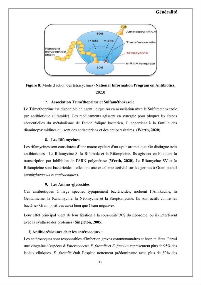 Caractérisation et évaluation de la virulence et de la résistance aux antibiotiques chez les entérocoques isolés dans le milieu marin