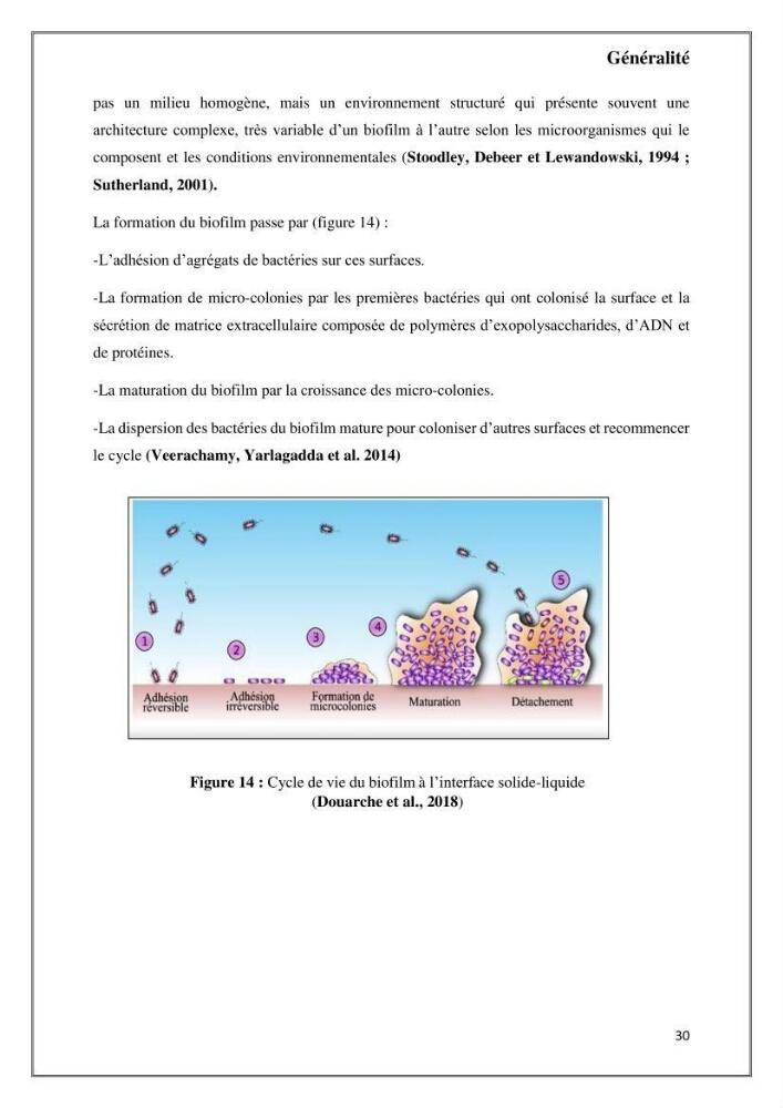 Caractérisation et évaluation de la virulence et de la résistance aux antibiotiques chez les entérocoques isolés dans le milieu marin
