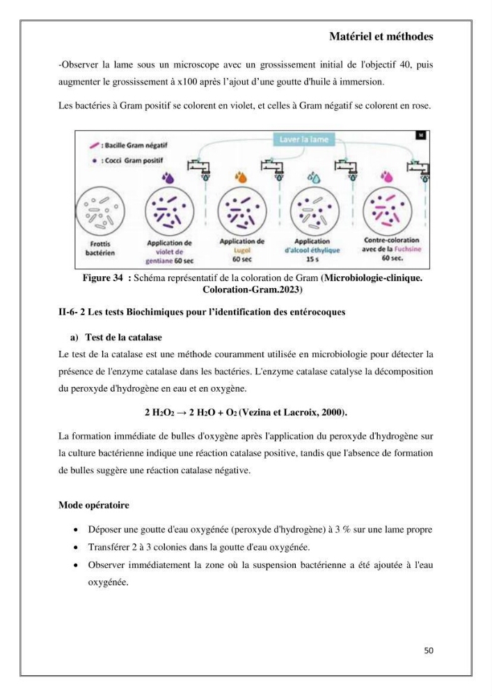 Caractérisation et évaluation de la virulence et de la résistance aux antibiotiques chez les entérocoques isolés dans le milieu marin