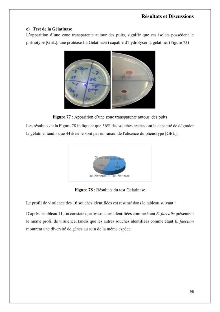 Caractérisation et évaluation de la virulence et de la résistance aux antibiotiques chez les entérocoques isolés dans le milieu marin