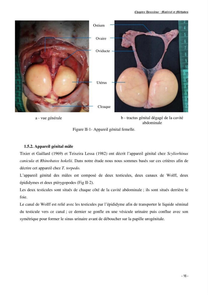 Contribution à la biologie de Torpedo torpedo (Elasmobranches, Torpedinidae) dans la région est de la côte algérienne.