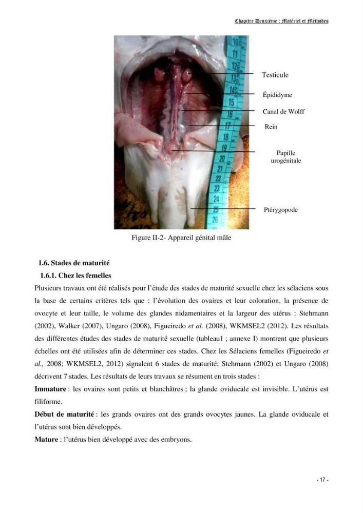 Contribution à la biologie de Torpedo torpedo (Elasmobranches, Torpedinidae) dans la région est de la côte algérienne.