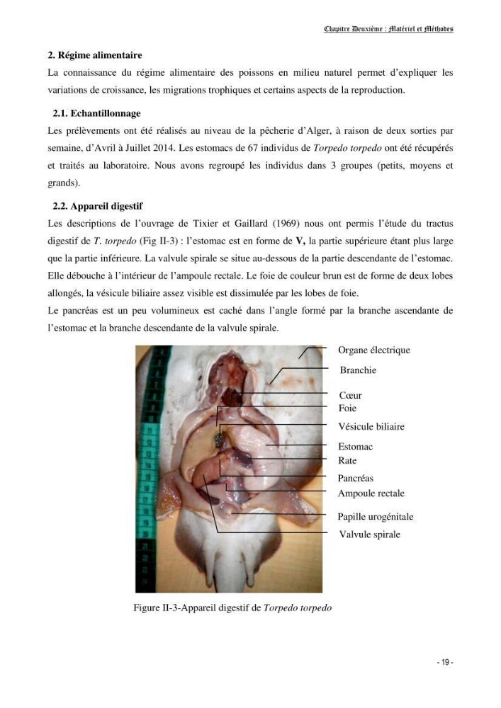Contribution à la biologie de Torpedo torpedo (Elasmobranches, Torpedinidae) dans la région est de la côte algérienne.
