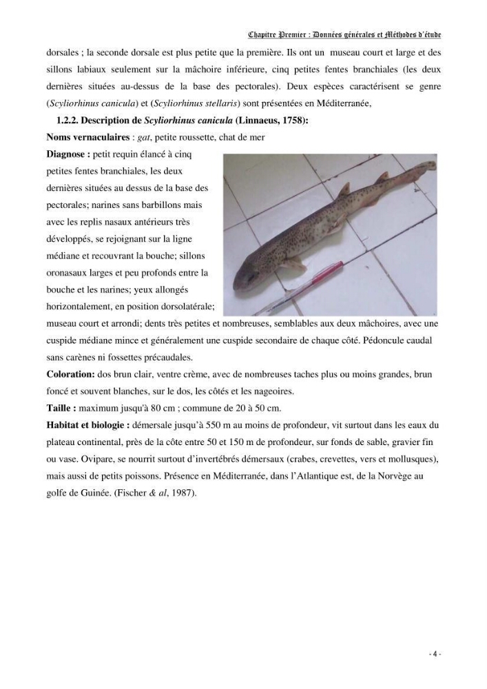 Contribution à l\'etude de l\'écologie et de la biologie d\'un poisson clasmobranche du bassin Algérien (Scyliorhinus canicula linnaeus, 1758)