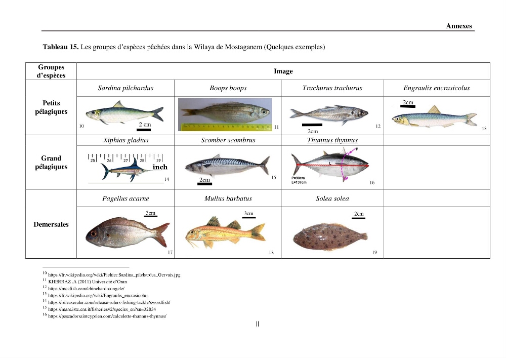 Analyse socio-environnementale de la pêcherie de Mostaganem