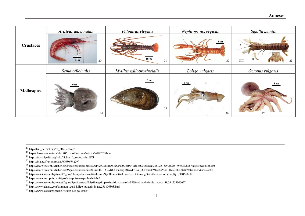 Analyse socio-environnementale de la pêcherie de Mostaganem