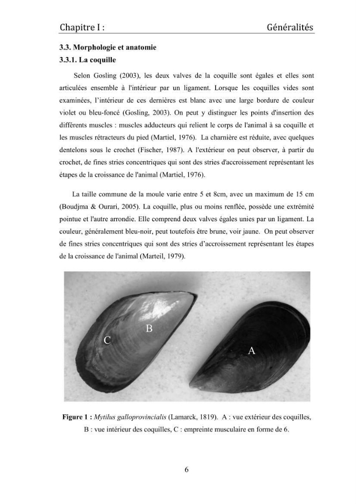 Contribution à la maîtrise du conditionnement des géniteurs de la moule Mytilus galloprovincialis (Lamarck, 1819), mollusque bivalve à potentialité mytilicole.