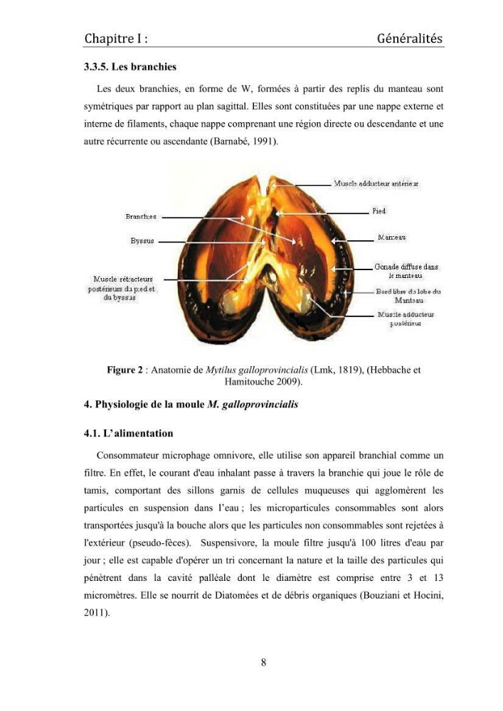 Contribution à la maîtrise du conditionnement des géniteurs de la moule Mytilus galloprovincialis (Lamarck, 1819), mollusque bivalve à potentialité mytilicole.