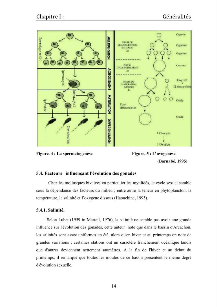 Contribution à la maîtrise du conditionnement des géniteurs de la moule Mytilus galloprovincialis (Lamarck, 1819), mollusque bivalve à potentialité mytilicole.