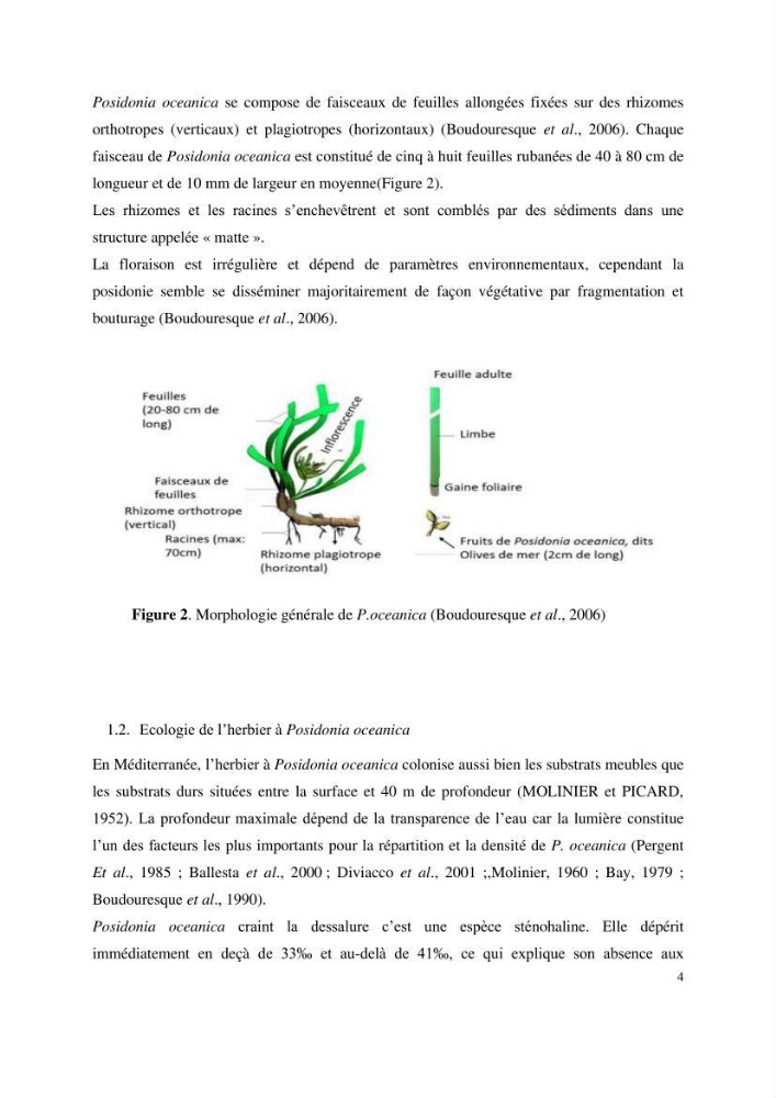 Contribution à l’étude des réponses morphologiques et physiologiques des herbiers à Posidonia oceanica aux stress environnementaux