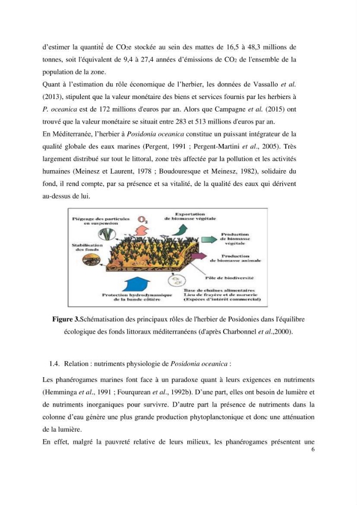Contribution à l’étude des réponses morphologiques et physiologiques des herbiers à Posidonia oceanica aux stress environnementaux
