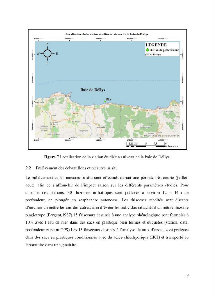 Contribution à l’étude des réponses morphologiques et physiologiques des herbiers à Posidonia oceanica aux stress environnementaux