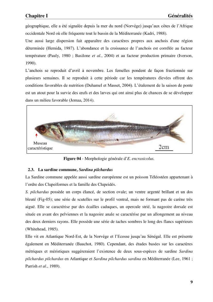 Discrimination des populations de trois espèces de petits pélagiques des côtes algériennes : Engraulis encrasicolus (Linnaeus, 1758), Sardina pilchardus (Walbaum, 1792) et Boops boops (Linnaeus, 1758) par analyse de forme des otolithes.