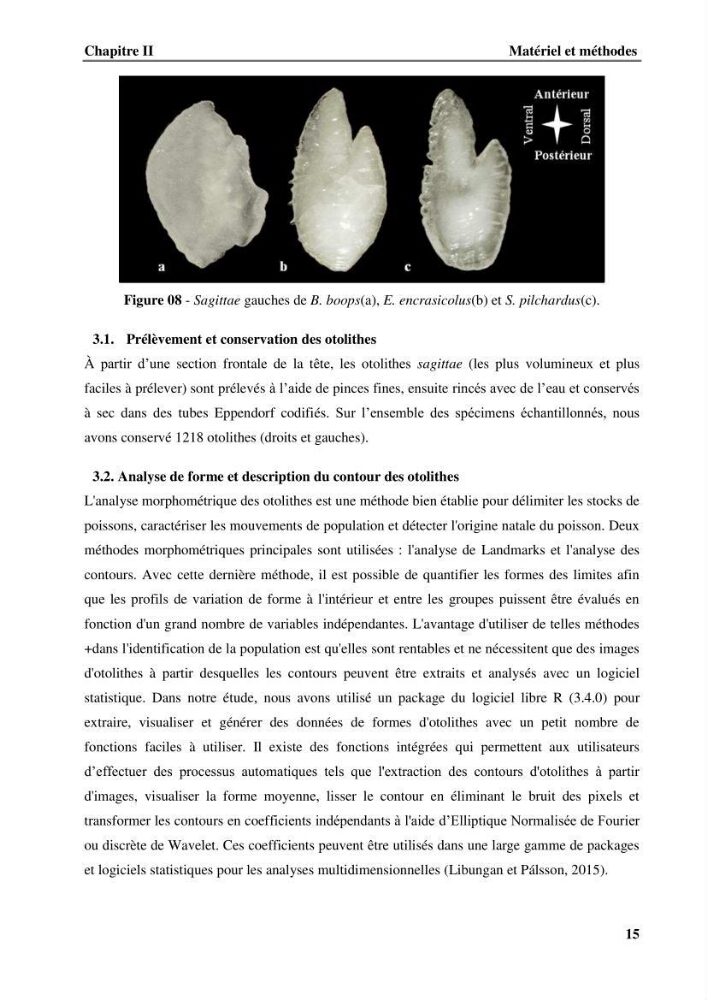 Discrimination des populations de trois espèces de petits pélagiques des côtes algériennes : Engraulis encrasicolus (Linnaeus, 1758), Sardina pilchardus (Walbaum, 1792) et Boops boops (Linnaeus, 1758) par analyse de forme des otolithes.