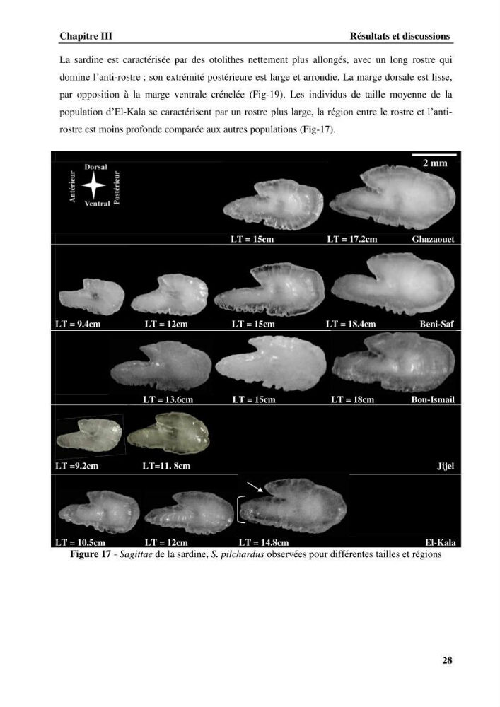 Discrimination des populations de trois espèces de petits pélagiques des côtes algériennes : Engraulis encrasicolus (Linnaeus, 1758), Sardina pilchardus (Walbaum, 1792) et Boops boops (Linnaeus, 1758) par analyse de forme des otolithes.
