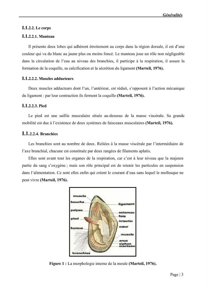 Etude et caractérisation de la résistance aux bétalactamines chez des bactéries isolées de la moule d\'élevage \"Mytilus galloprovincialis\" ainsi que de son environnement: