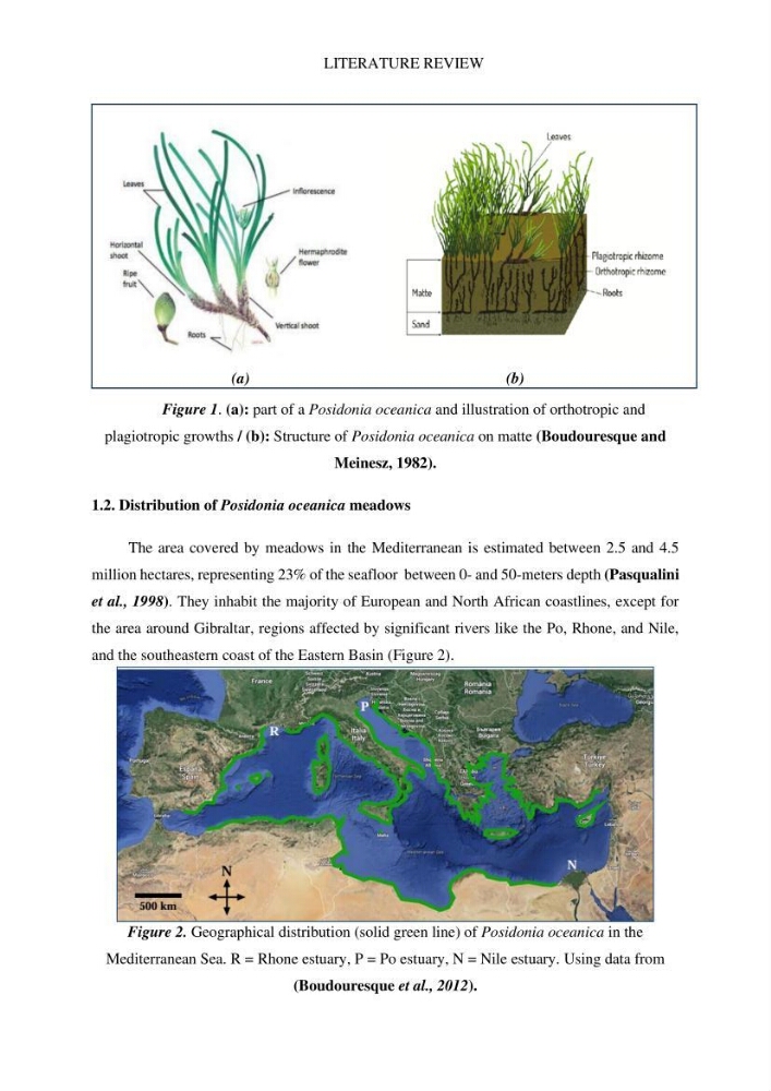 Assessment and quantification of anthropogenic pressures on Posidonia oceanica (L.) Delile 1883 meadows in the central Algerian coast
