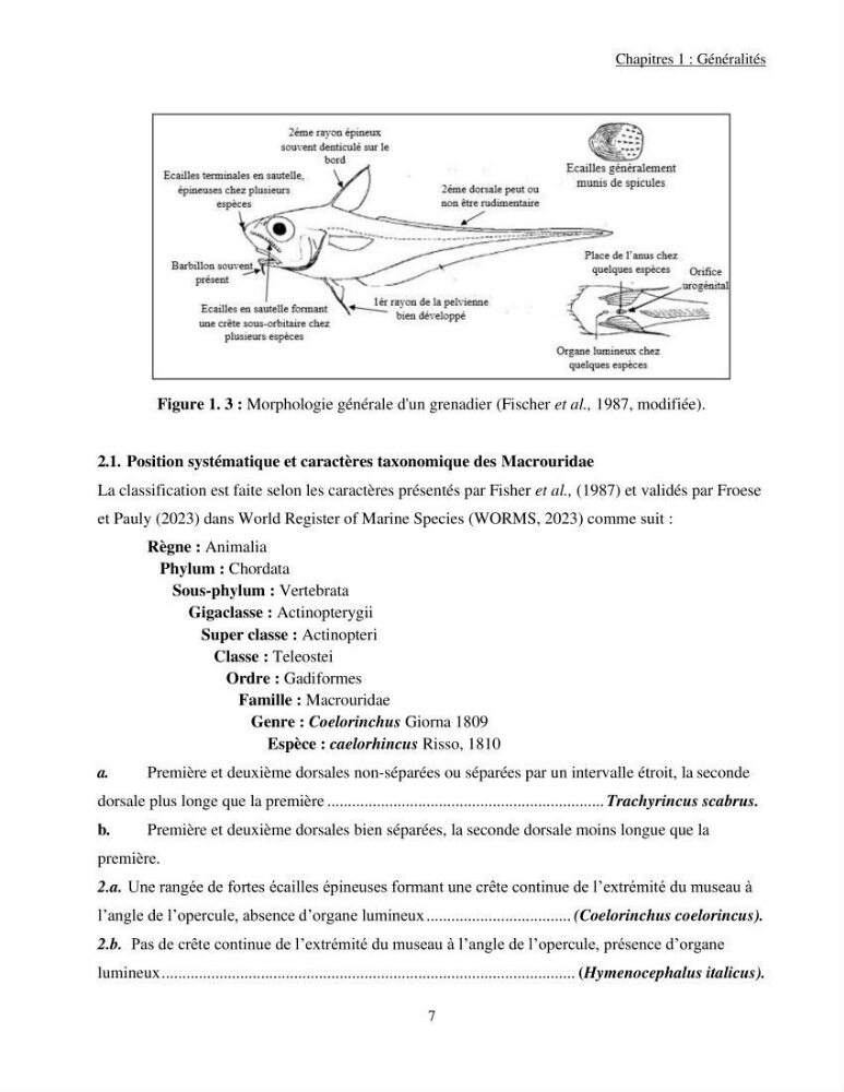 Contribution à l\'étude de Coelorinchus caelorhincus (Risso,1810 ) dans la région de Ghazaouet stcck, biologie, croissance et exploitation