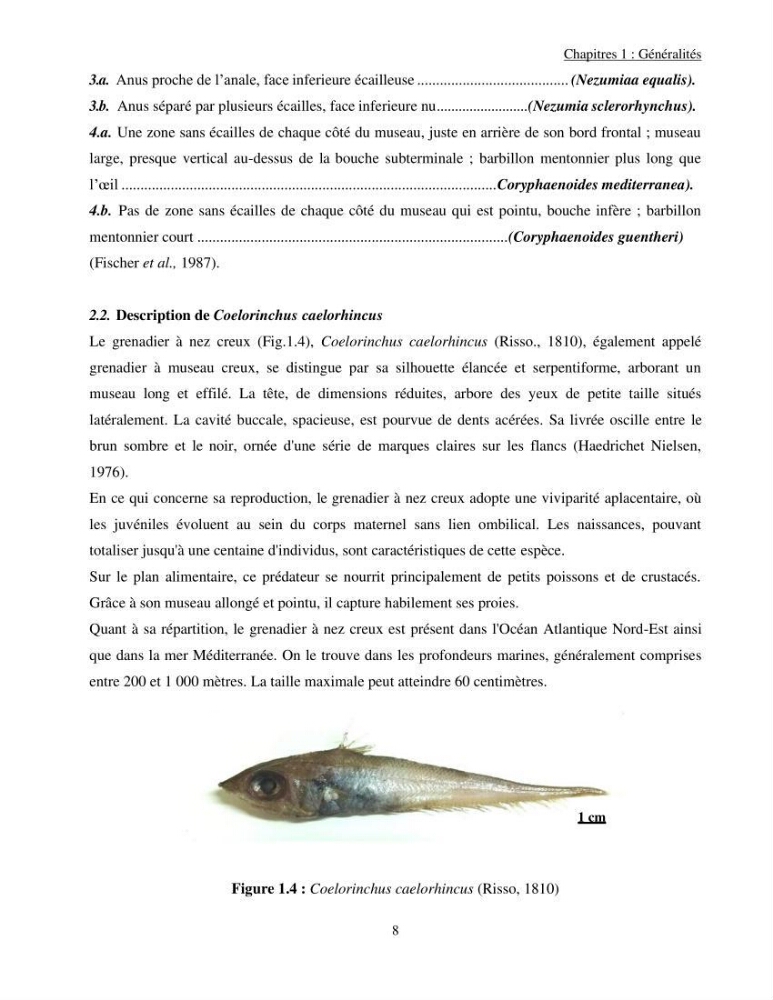 Contribution à l\'étude de Coelorinchus caelorhincus (Risso,1810 ) dans la région de Ghazaouet stcck, biologie, croissance et exploitation