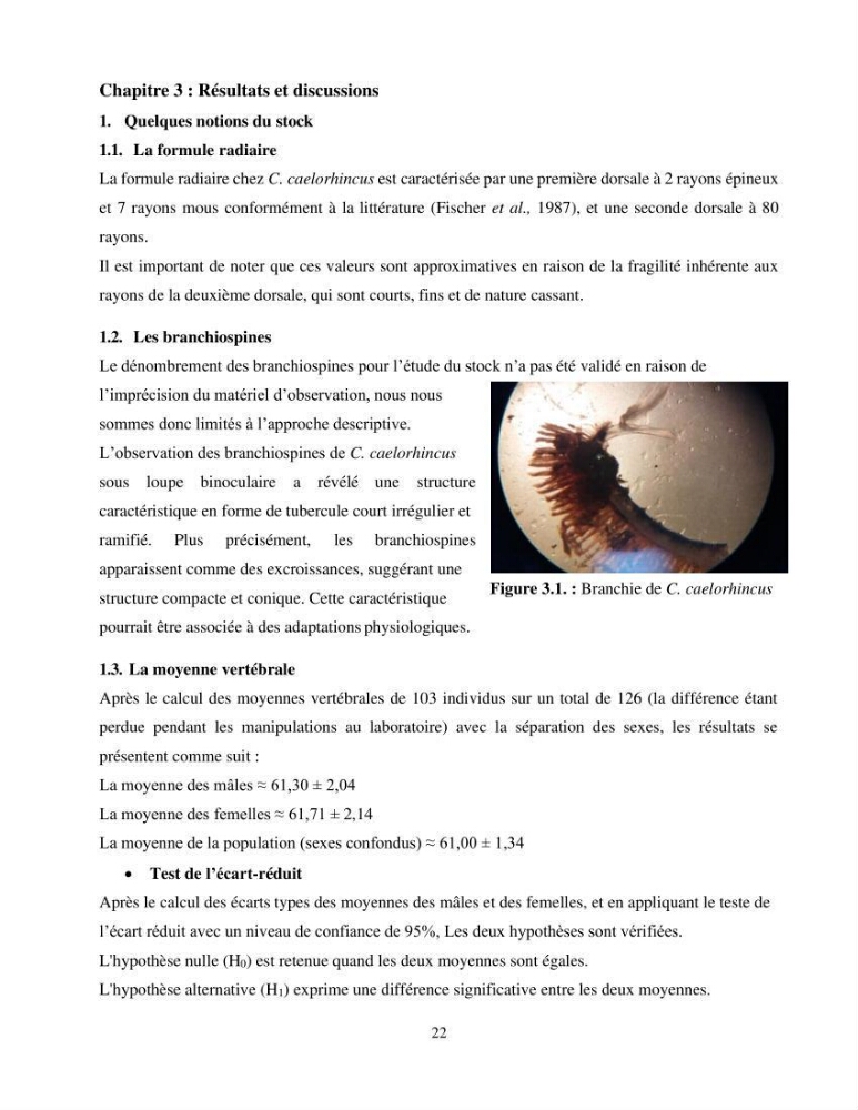Contribution à l\'étude de Coelorinchus caelorhincus (Risso,1810 ) dans la région de Ghazaouet stcck, biologie, croissance et exploitation