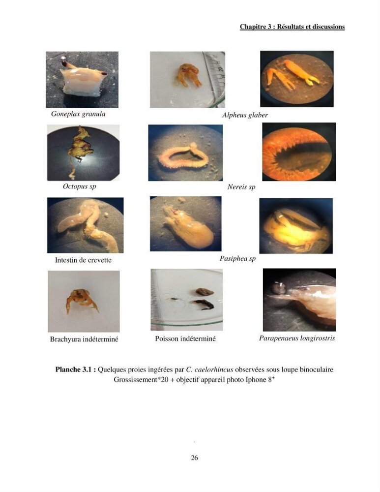 Contribution à l\'étude de Coelorinchus caelorhincus (Risso,1810 ) dans la région de Ghazaouet stcck, biologie, croissance et exploitation